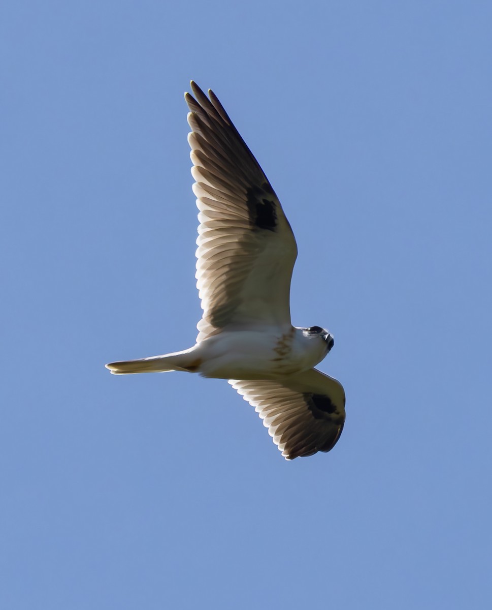 Black-shouldered Kite - Richard Arculus