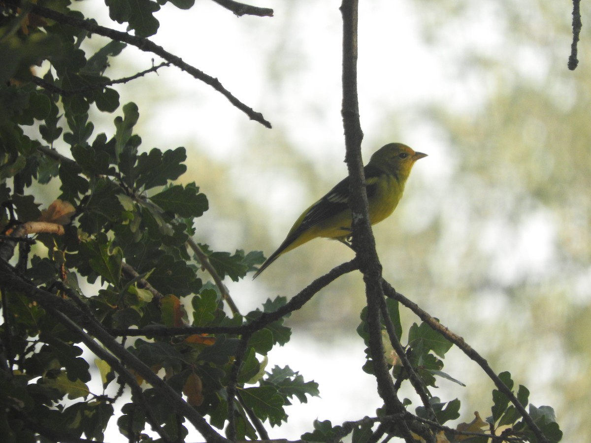 Western Tanager - ML610451718