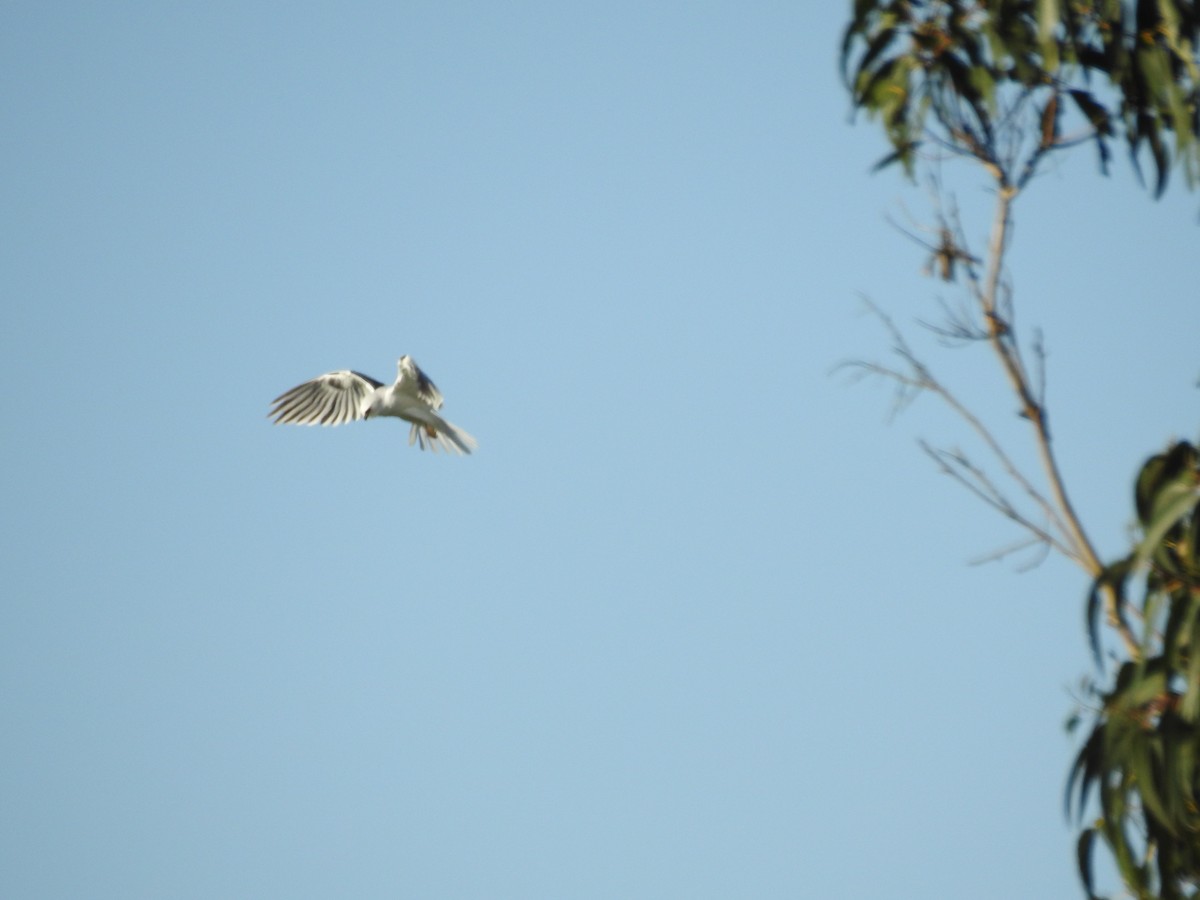 White-tailed Kite - ML610451802