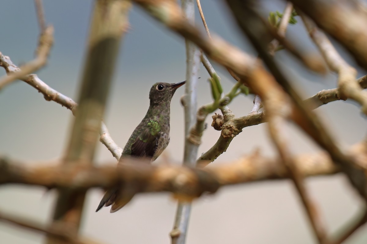 Scaly-breasted Hummingbird (Cuvier's) - Greg Scyphers
