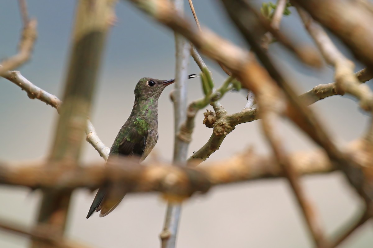 Scaly-breasted Hummingbird (Cuvier's) - ML610452476
