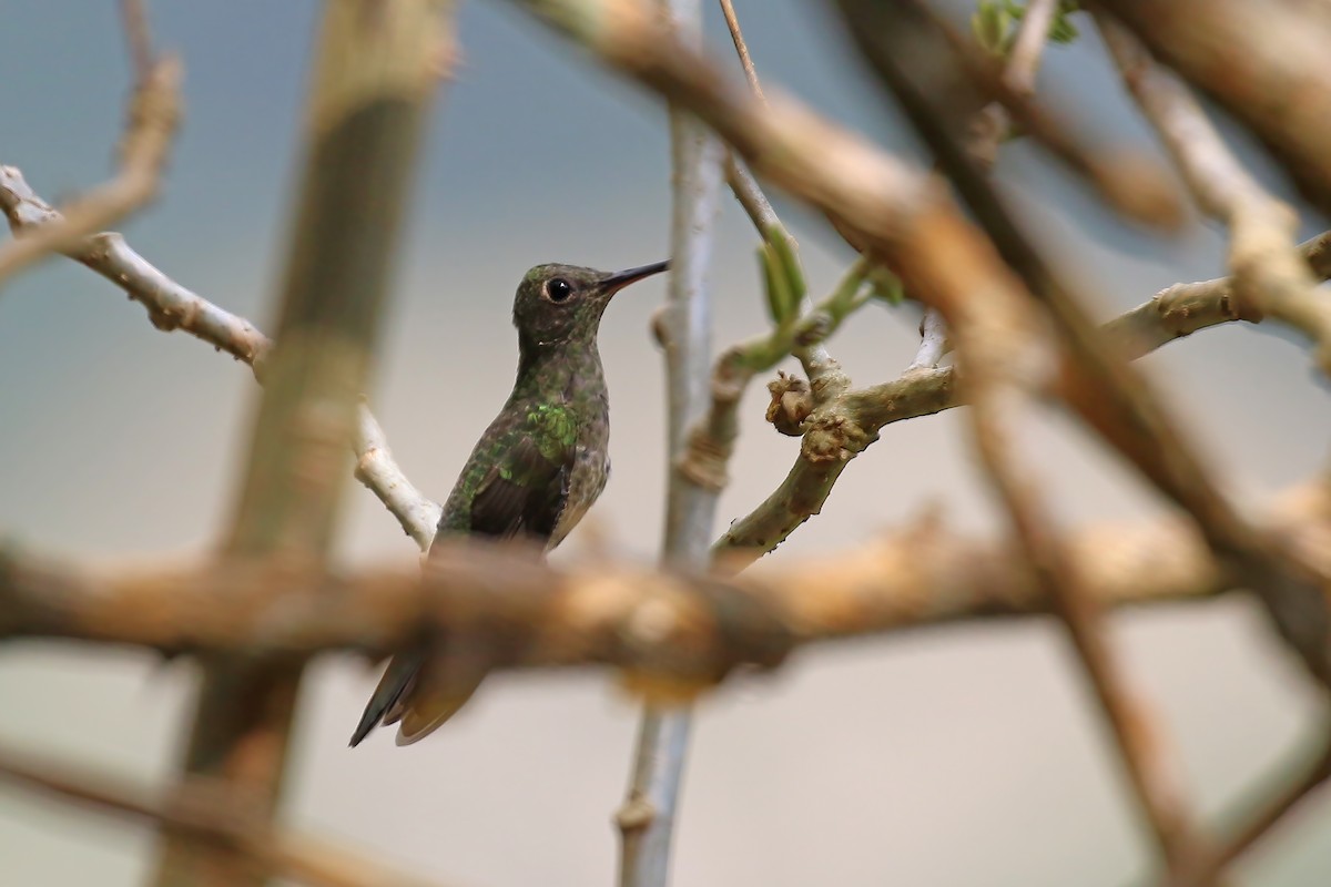 Scaly-breasted Hummingbird (Cuvier's) - ML610452479