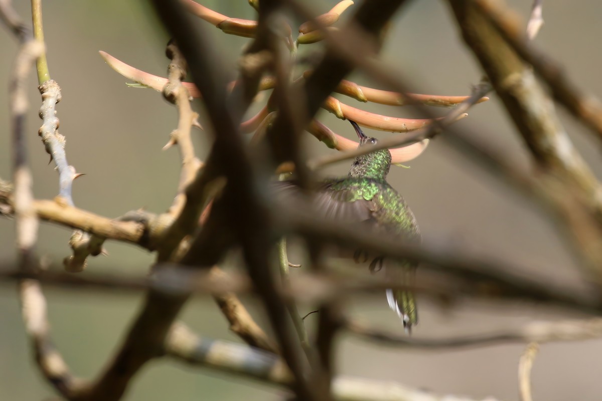 Scaly-breasted Hummingbird (Cuvier's) - ML610452486