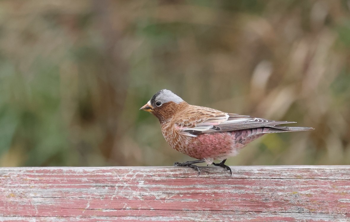 Gray-crowned Rosy-Finch - ML610452919