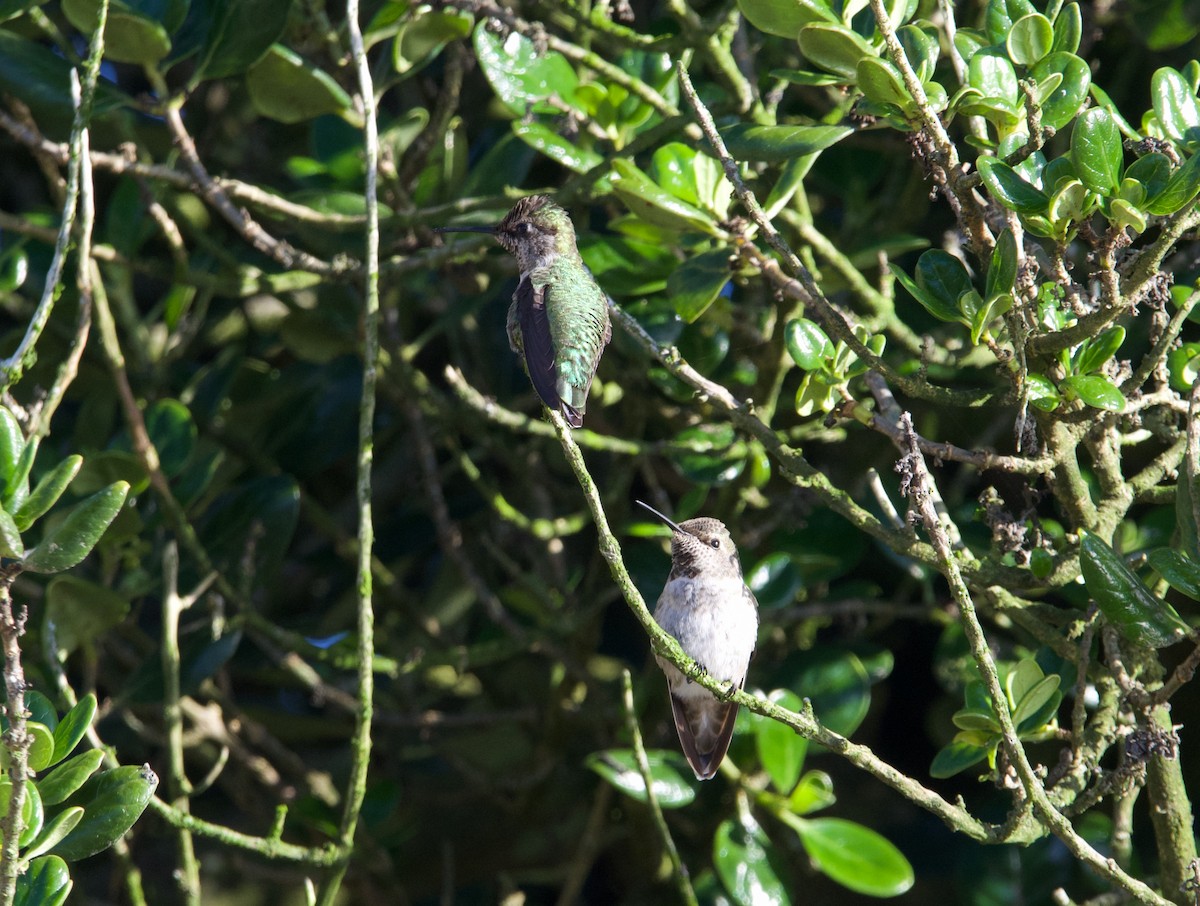 Anna's Hummingbird - ML610452946