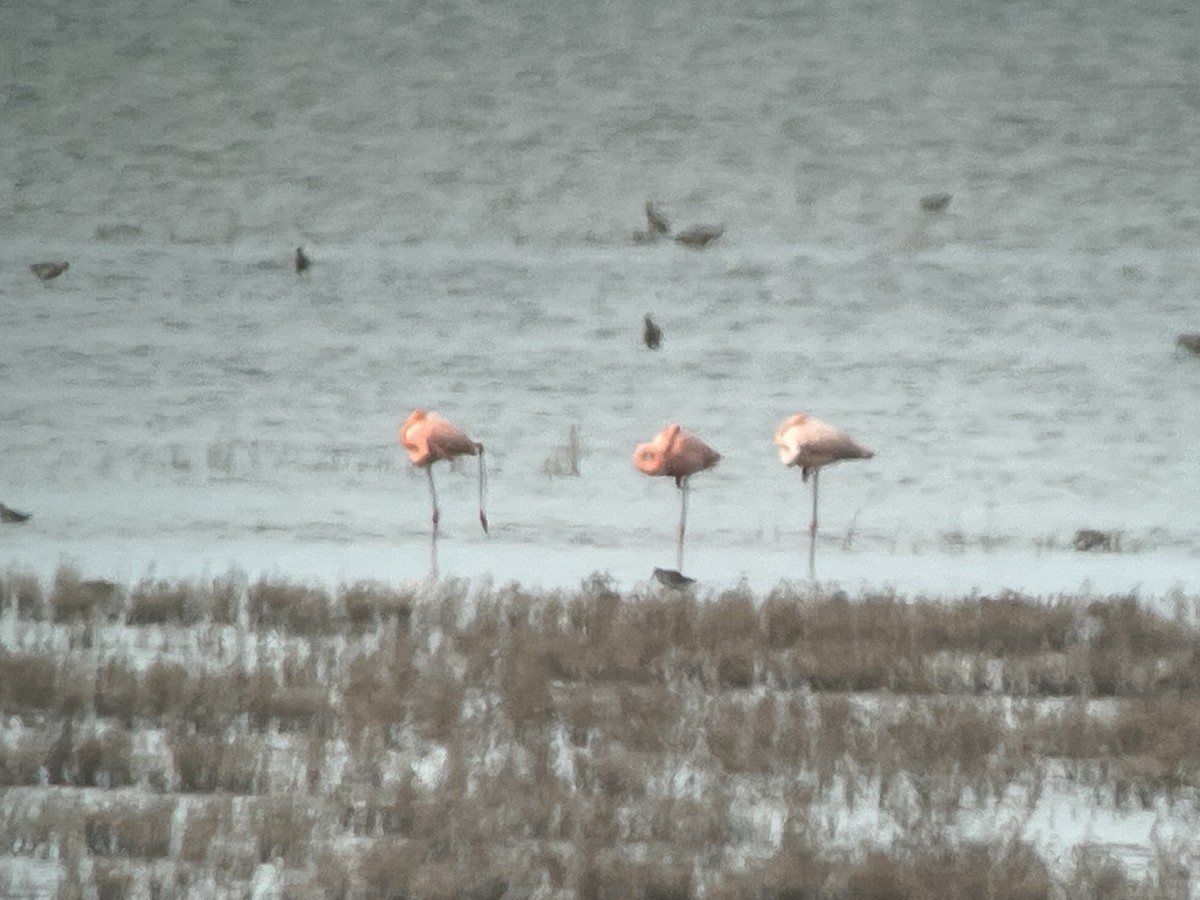 Amerika Flamingosu - ML610453036