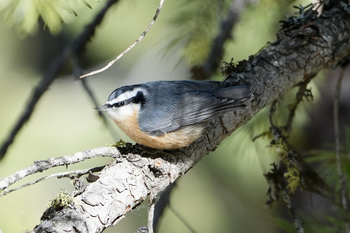 Red-breasted Nuthatch - ML610453161