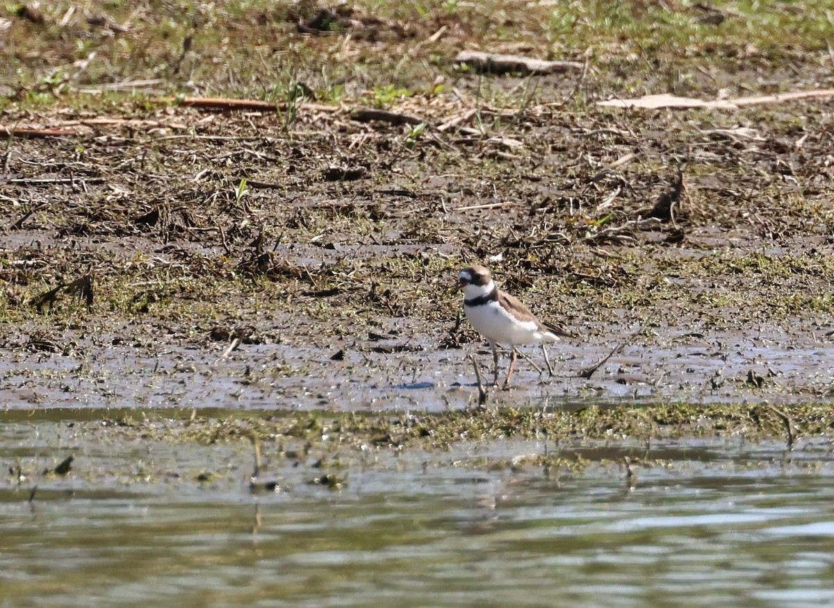 Semipalmated Plover - ML610453437