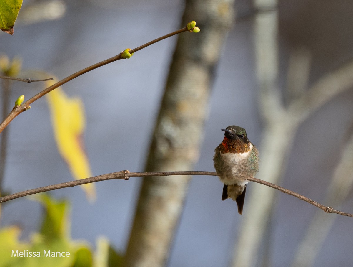 Ruby-throated Hummingbird - ML610453534