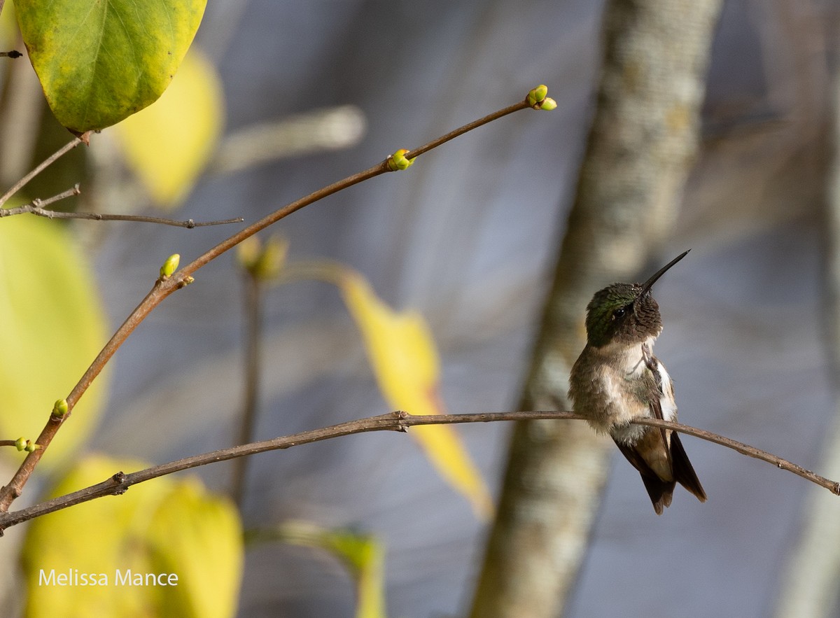 Ruby-throated Hummingbird - ML610453540
