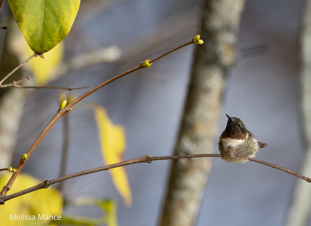 Ruby-throated Hummingbird - ML610453542