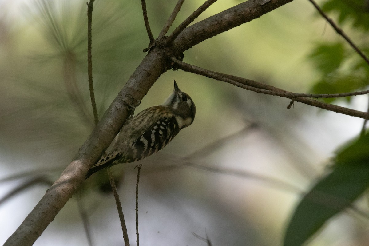 Japanese Pygmy Woodpecker - ML610453557