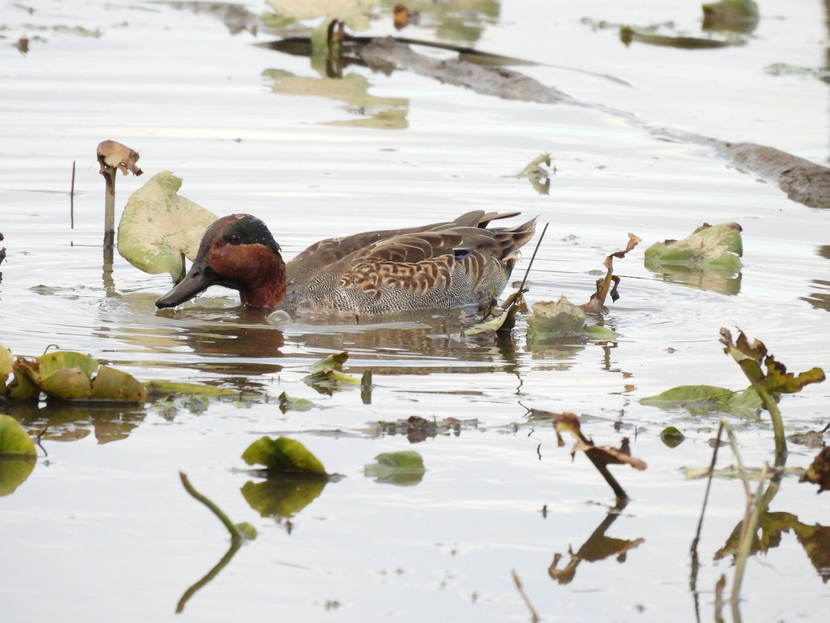 Green-winged Teal - ML610453576