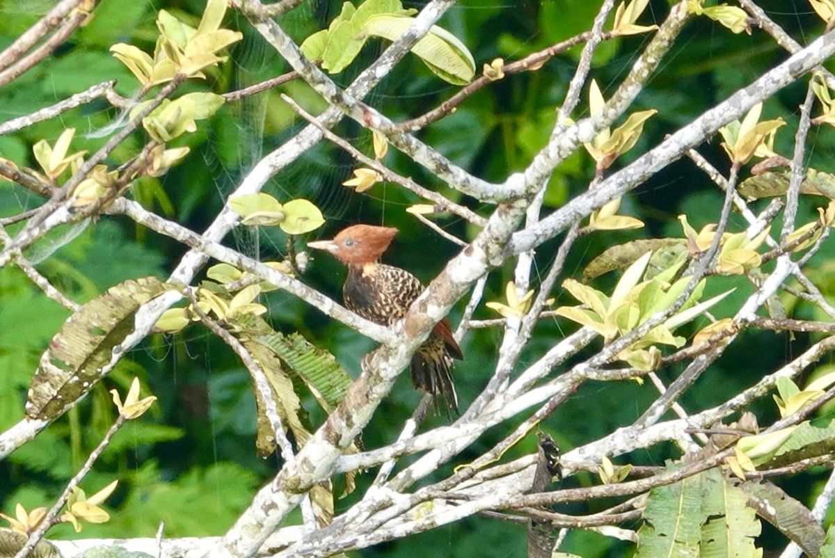 Rufous-headed Woodpecker - Mark Eveland