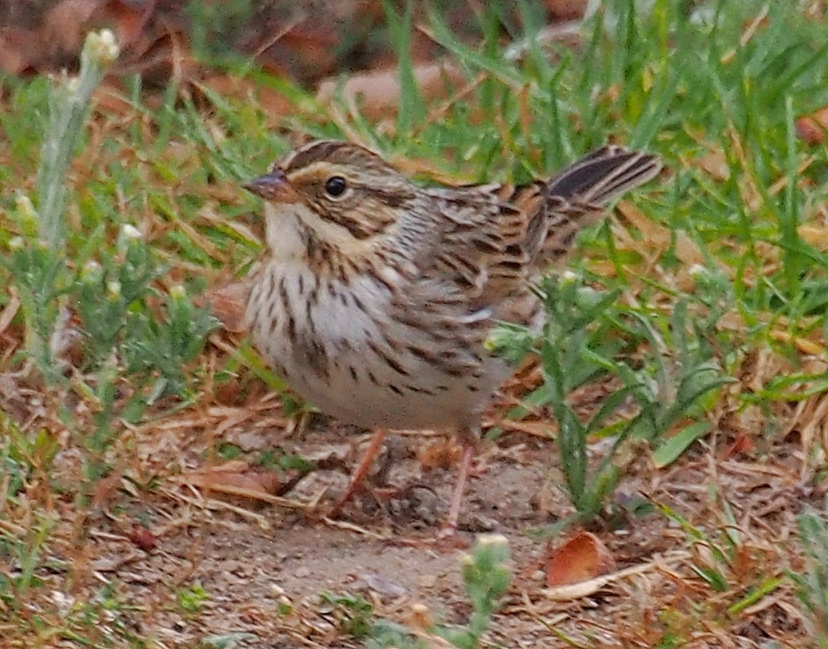 Savannah Sparrow - ML610454186