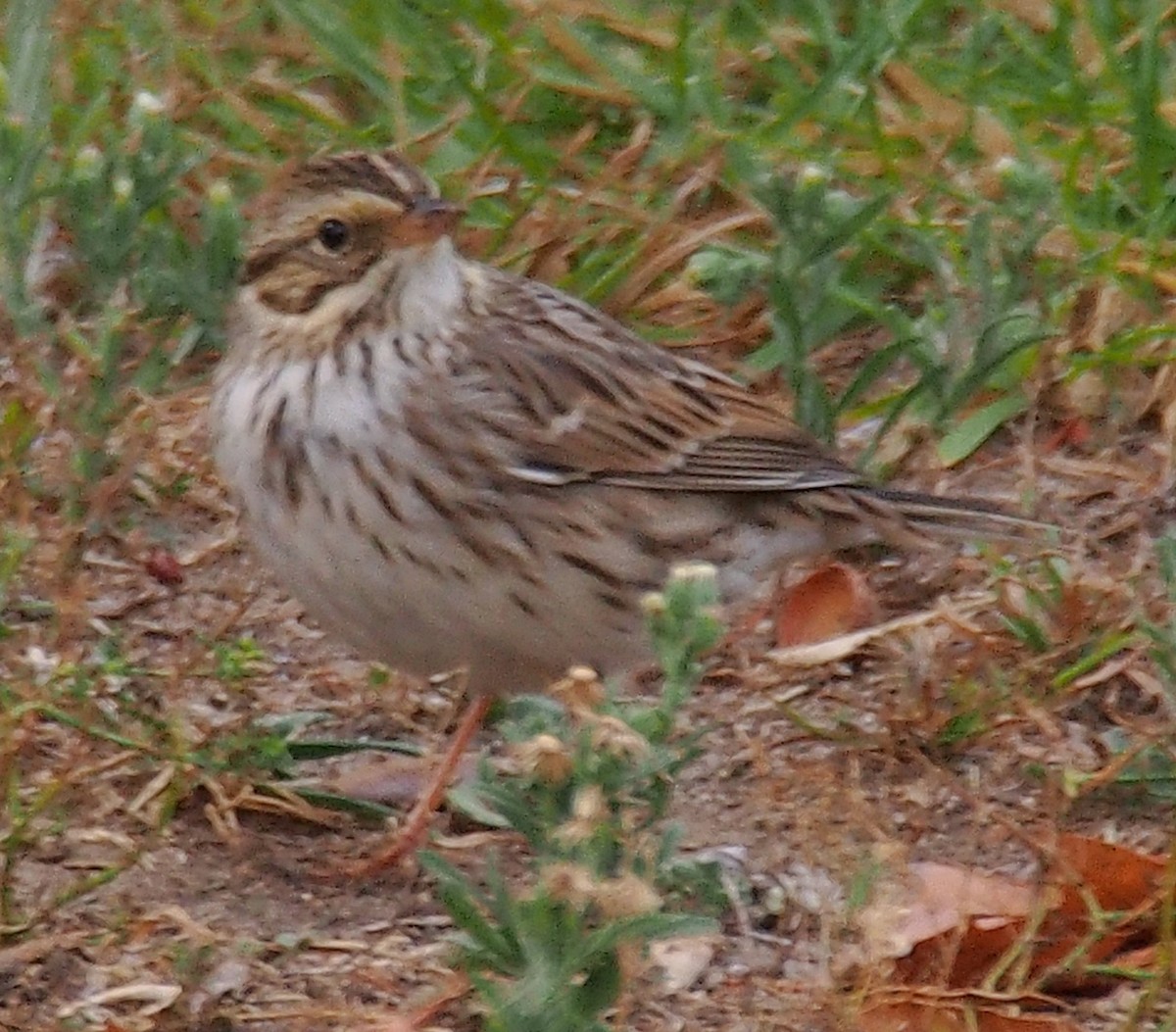 Savannah Sparrow - ML610454187