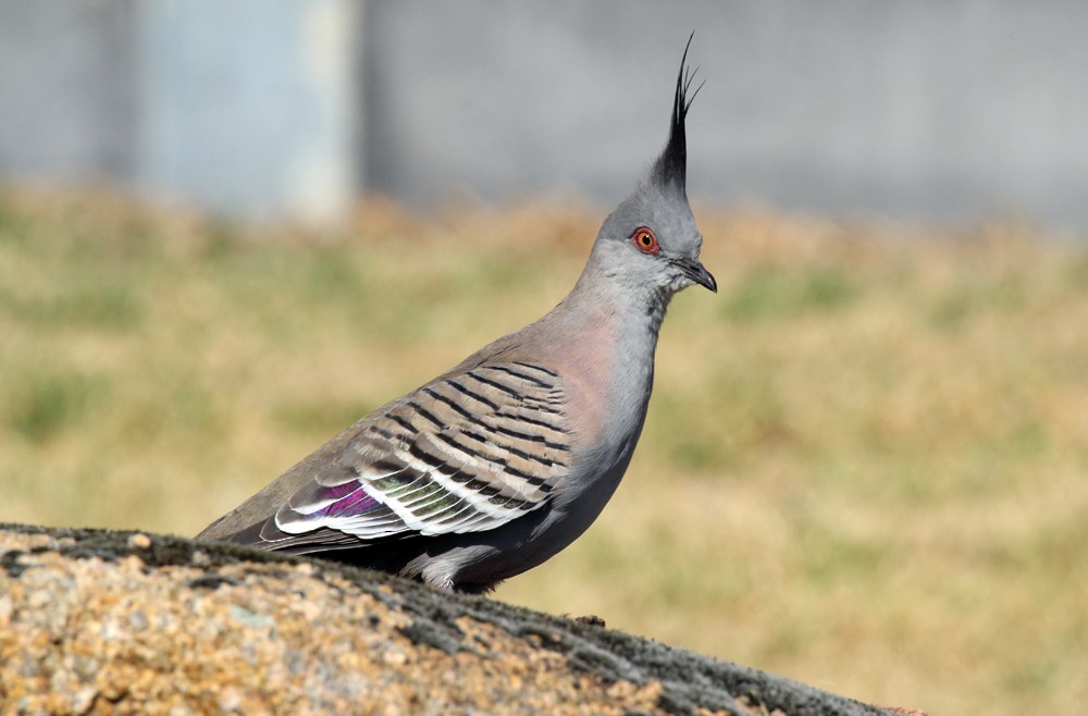 Crested Pigeon - ML610454294