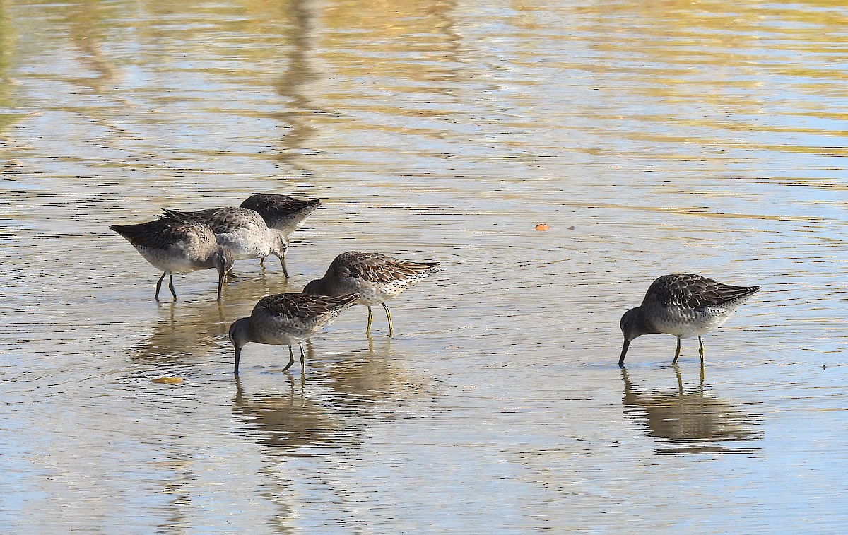 Long-billed Dowitcher - ML610454430