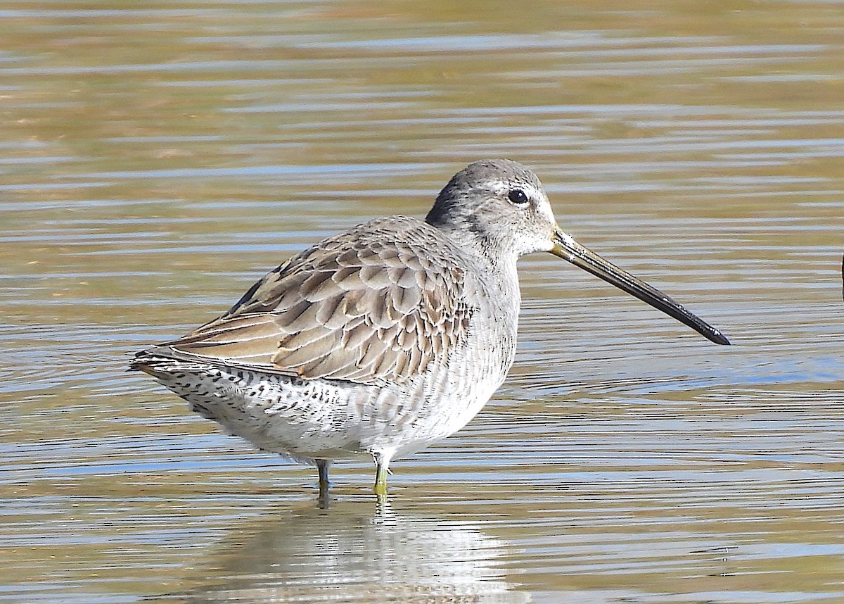 Long-billed Dowitcher - ML610454431