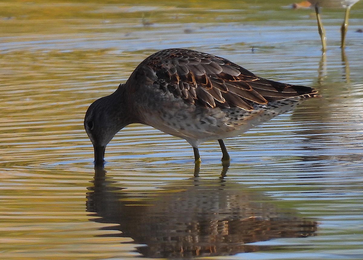 Long-billed Dowitcher - ML610454432