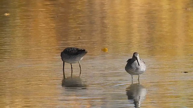 Long-billed Dowitcher - ML610454433