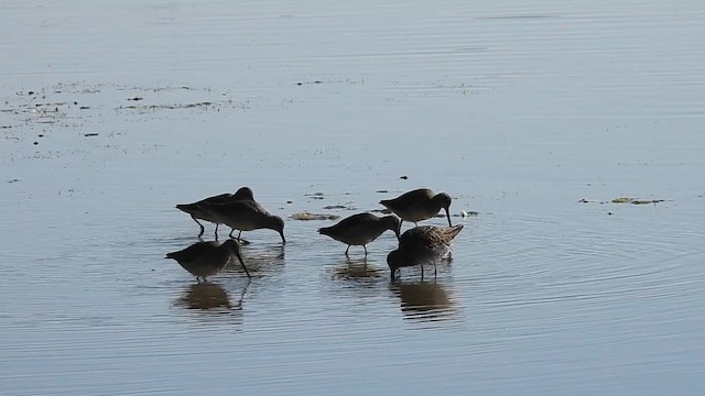 Long-billed Dowitcher - ML610454434