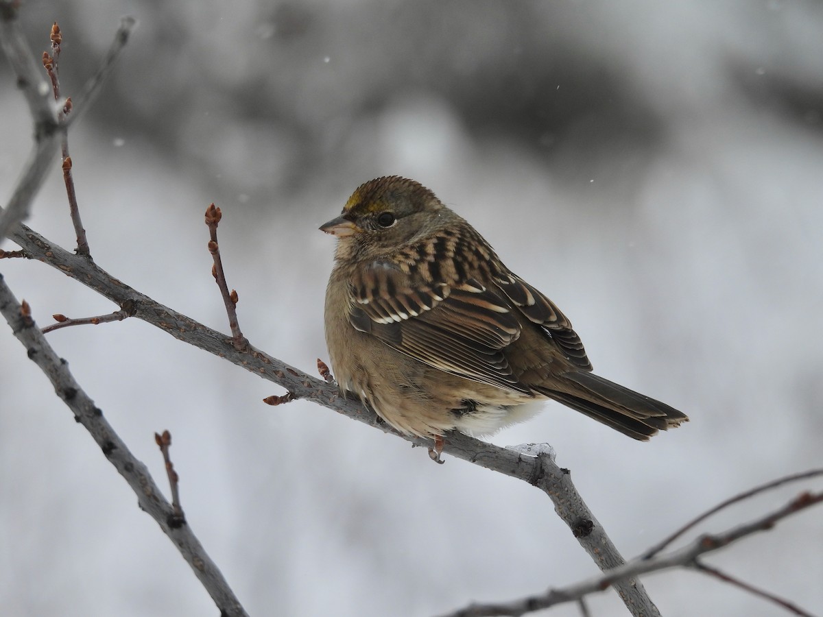 Golden-crowned Sparrow - ML610454609