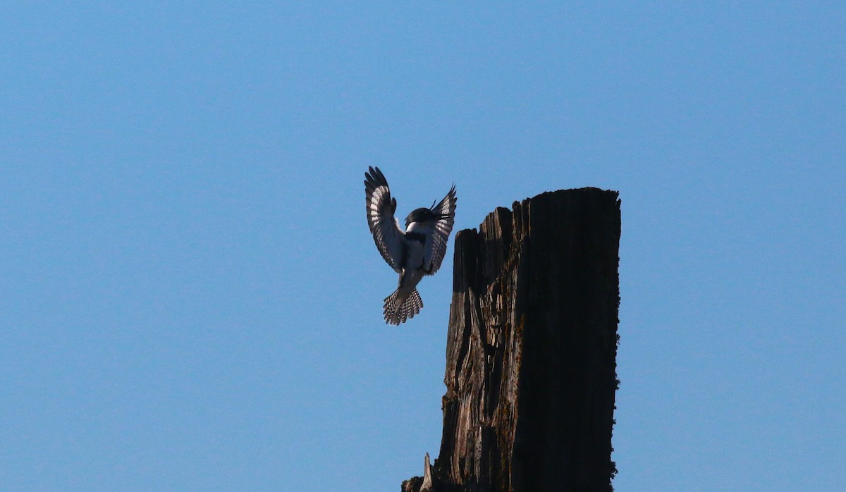 Belted Kingfisher - ML610455011