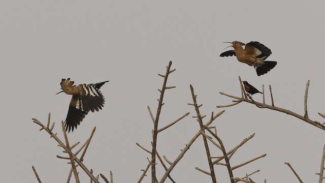 Eurasian Hoopoe (<em class="SciName notranslate">Upupa epops africana</em>), Female in Flight. - Eurasian Hoopoe (African) - 