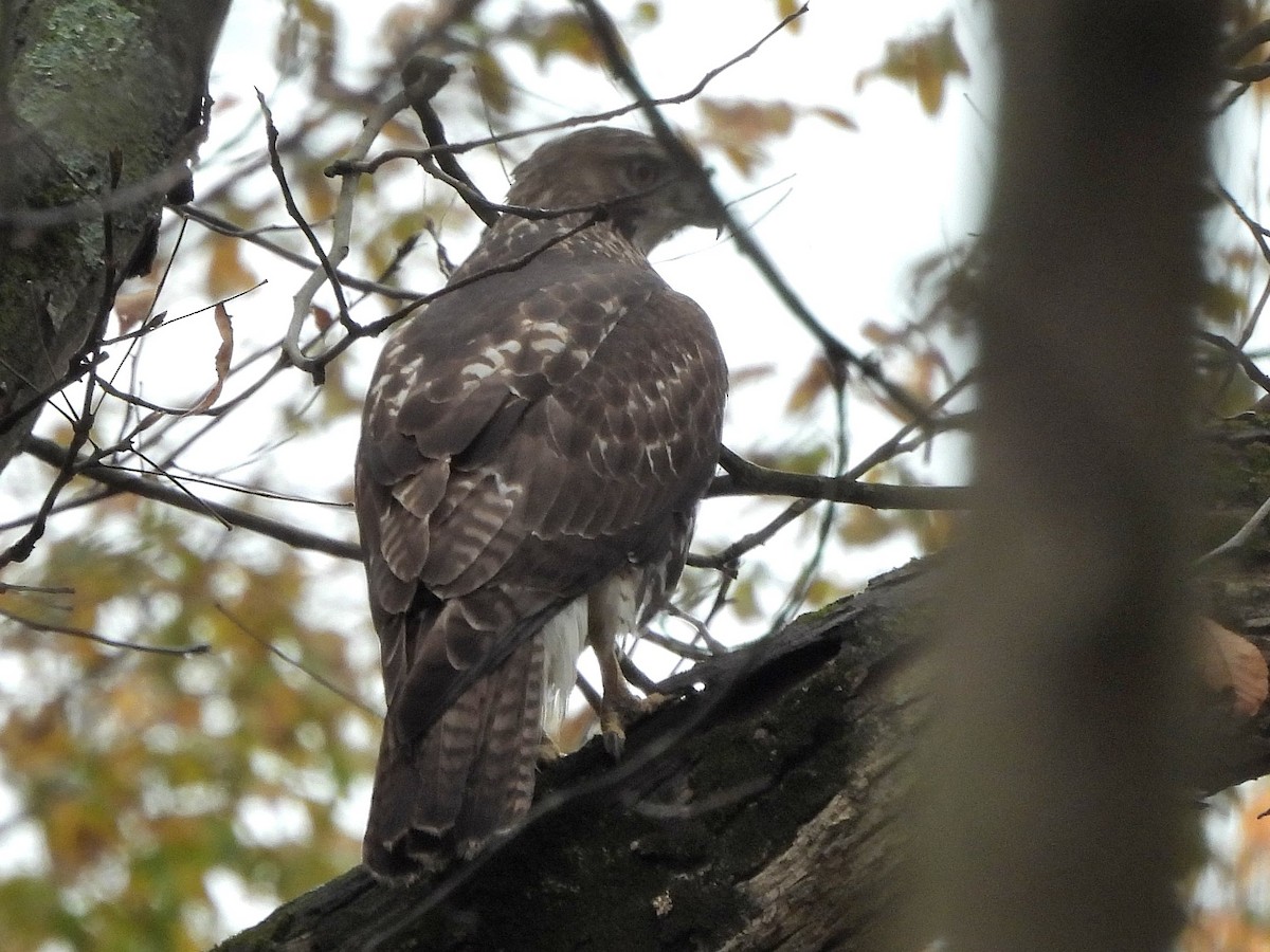 Red-tailed Hawk - ML610455427