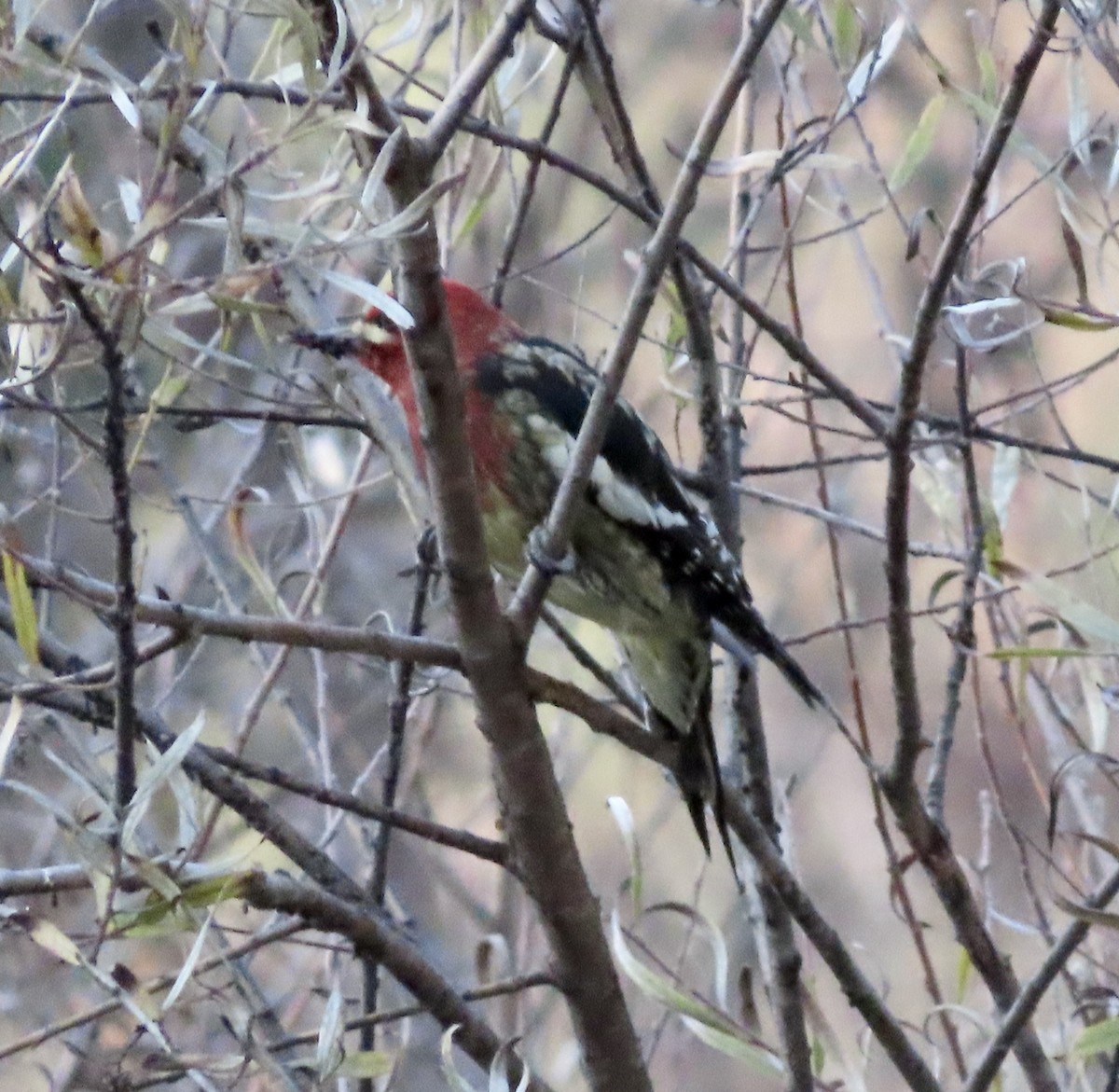 Red-breasted Sapsucker - ML610455482