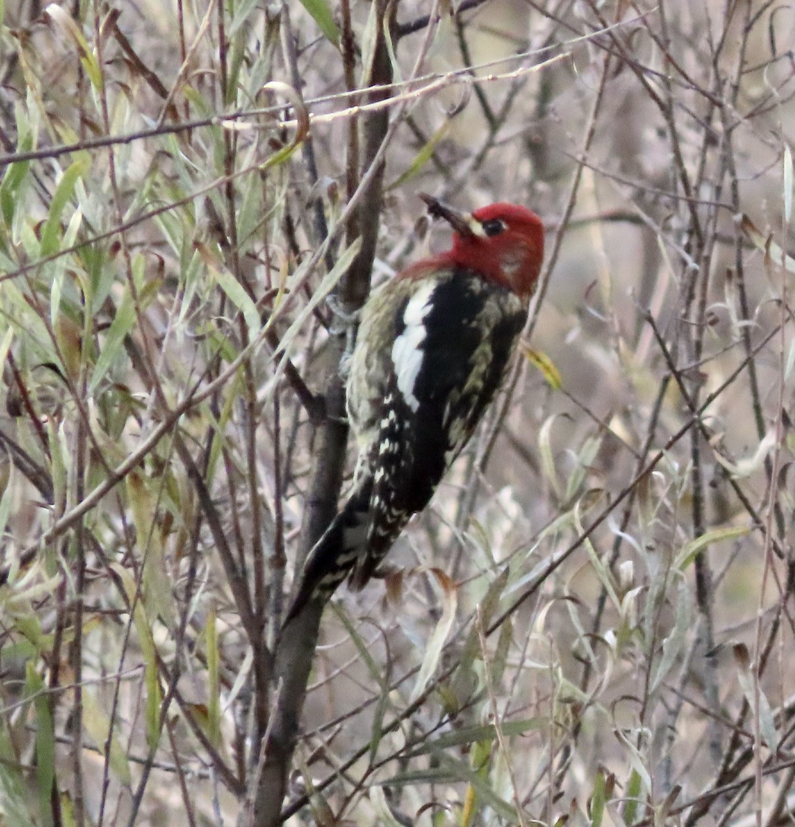 Red-breasted Sapsucker - ML610455483