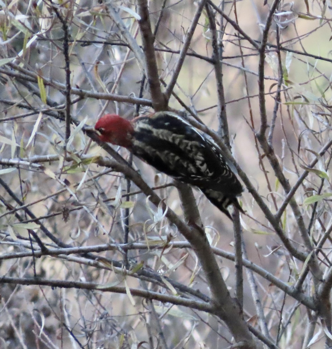 Red-breasted Sapsucker - ML610455485