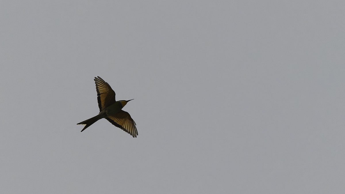 Swallow-tailed Bee-eater - ML610455583