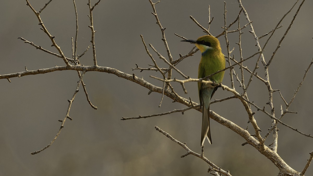 Swallow-tailed Bee-eater - ML610455585