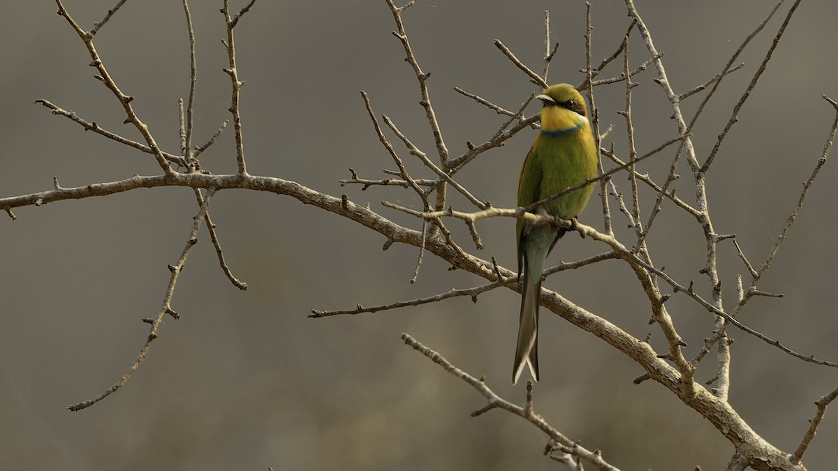 Swallow-tailed Bee-eater - Robert Tizard