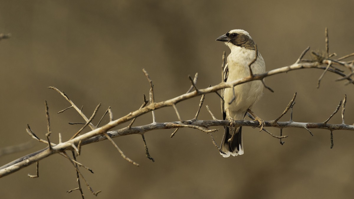White-browed Sparrow-Weaver (White-tailed) - ML610455629