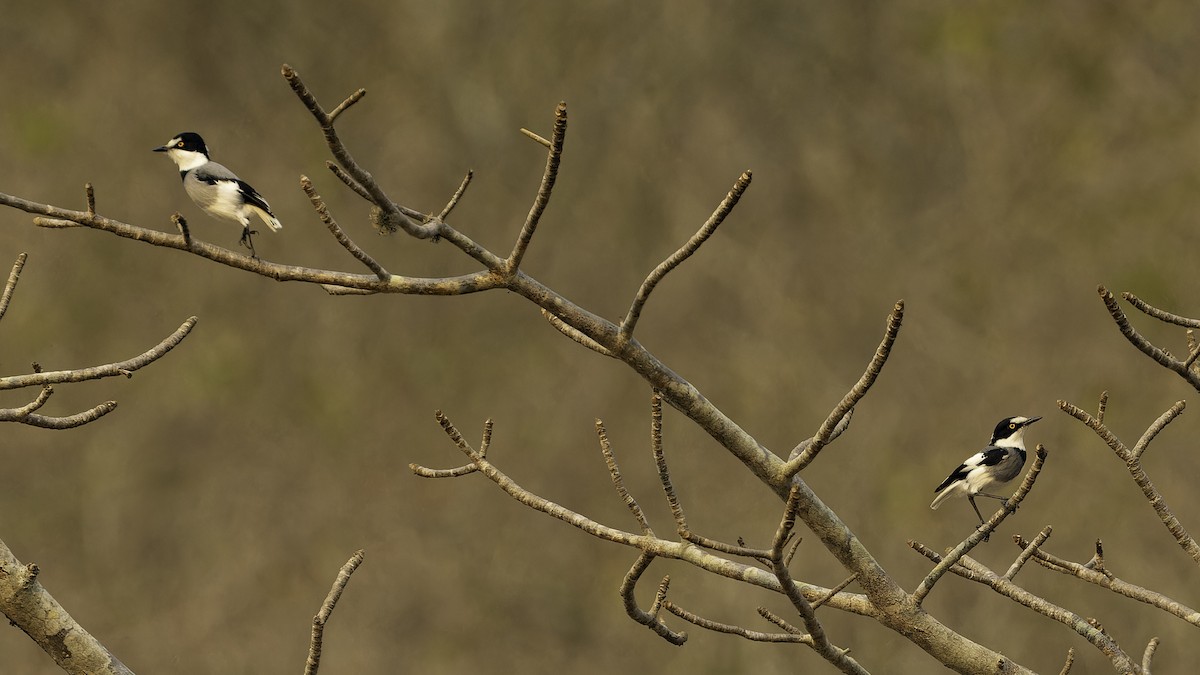 White-tailed Shrike - ML610455663