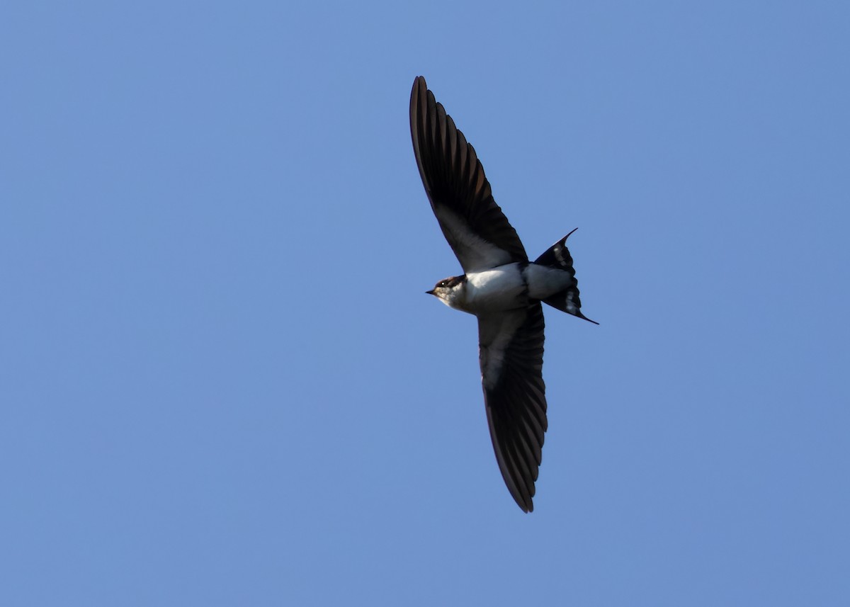Wire-tailed Swallow - ML610455812