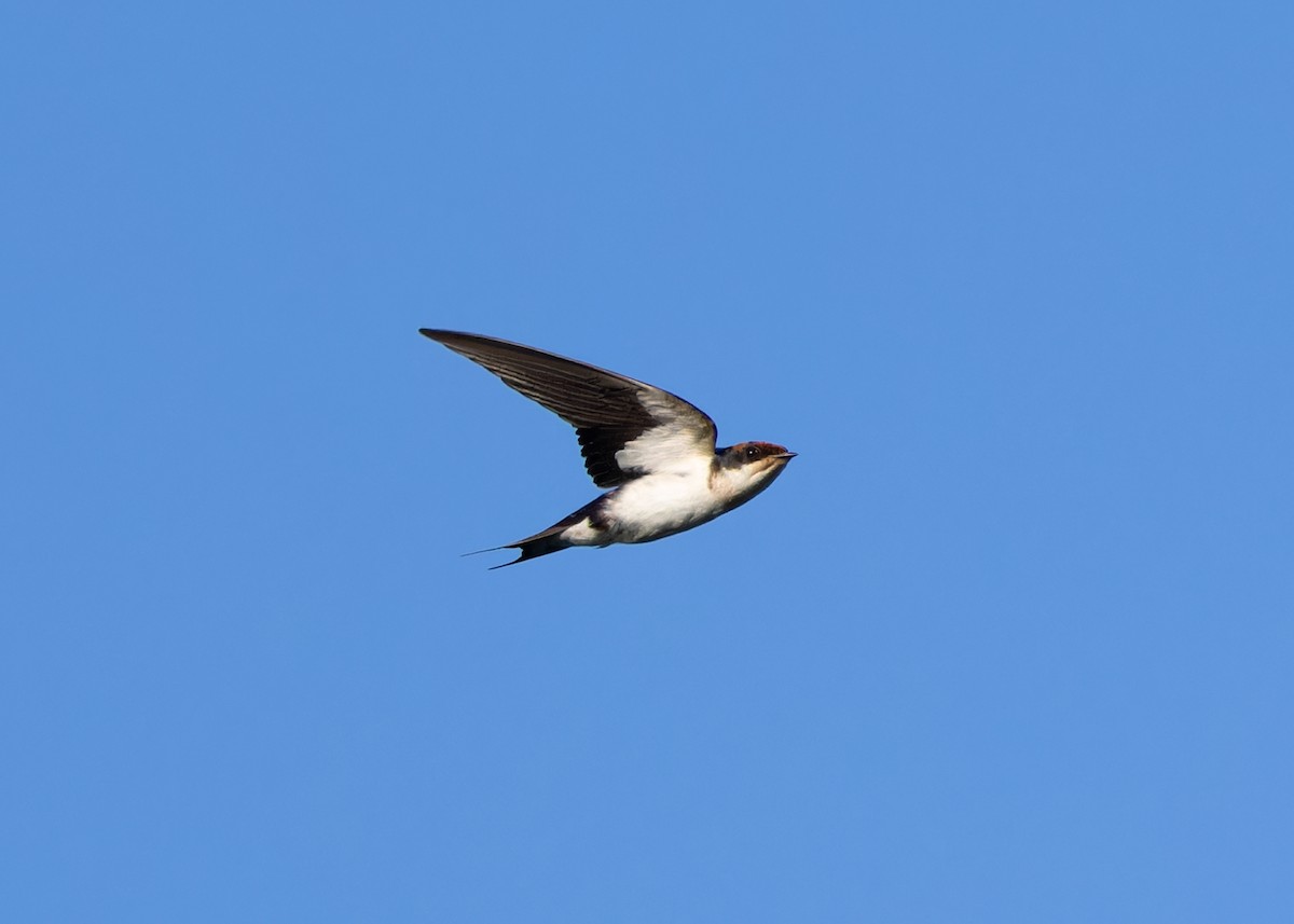 Wire-tailed Swallow - ML610455813
