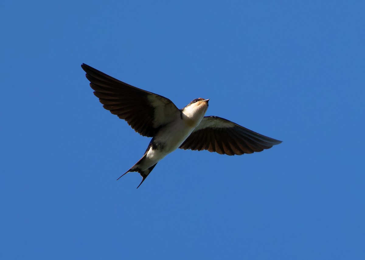 Wire-tailed Swallow - ML610455814