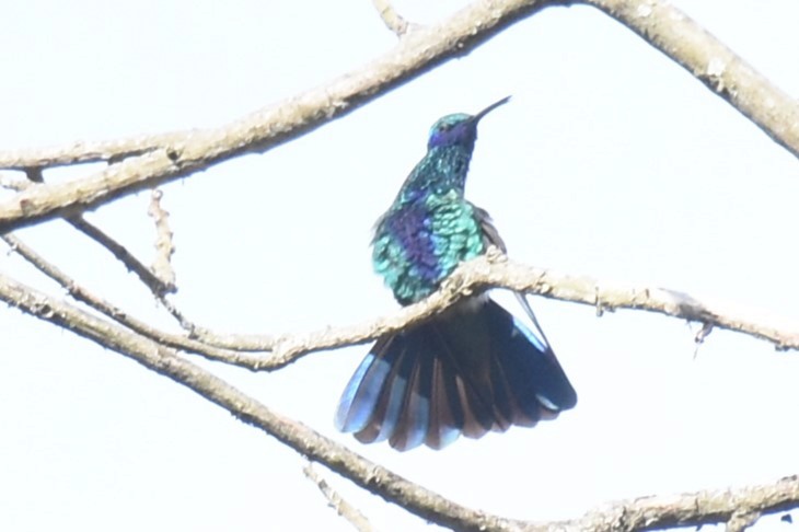 kolibřík modrolící - ML610456014