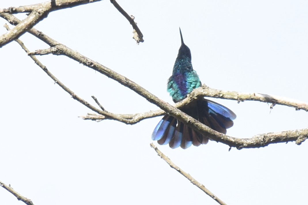 kolibřík modrolící - ML610456015
