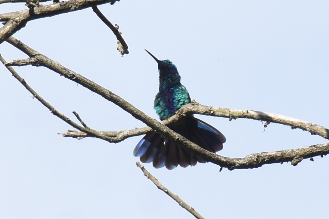 kolibřík modrolící - ML610456016