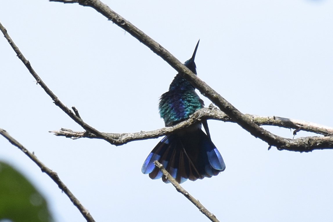kolibřík modrolící - ML610456017