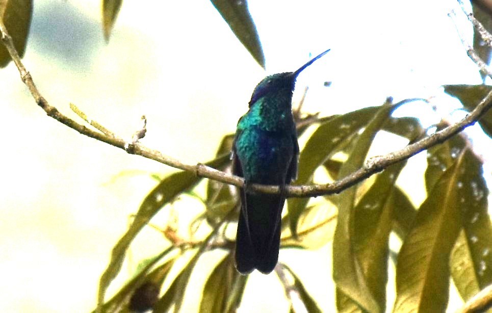 kolibřík modrolící - ML610456182