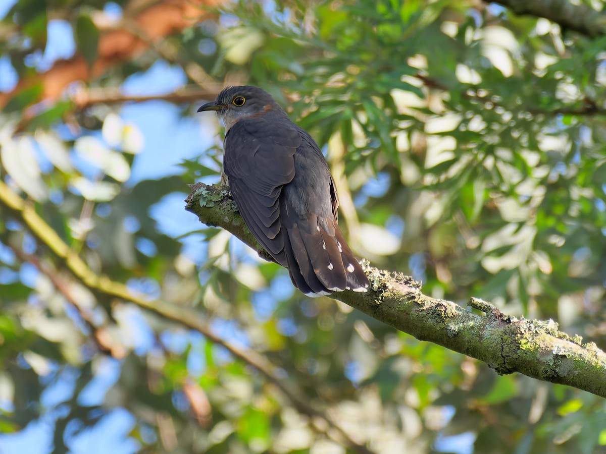 Red-chested Cuckoo - ML610456291