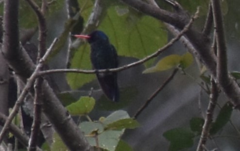 kolibřík modrohlavý - ML610456344