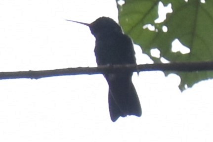 kolibřík modrohlavý - ML610456346