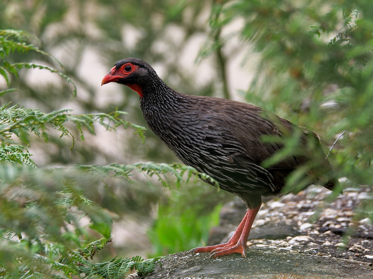 Red-necked Spurfowl - ML610456369